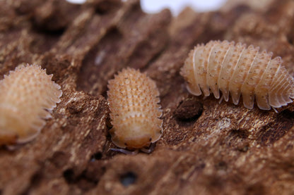 Cristarmadillidium muricatum "Spanish Spiny"