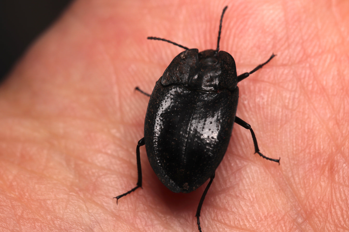 Embaphion muricatum - Pie-Dish Beetles CrawlMart