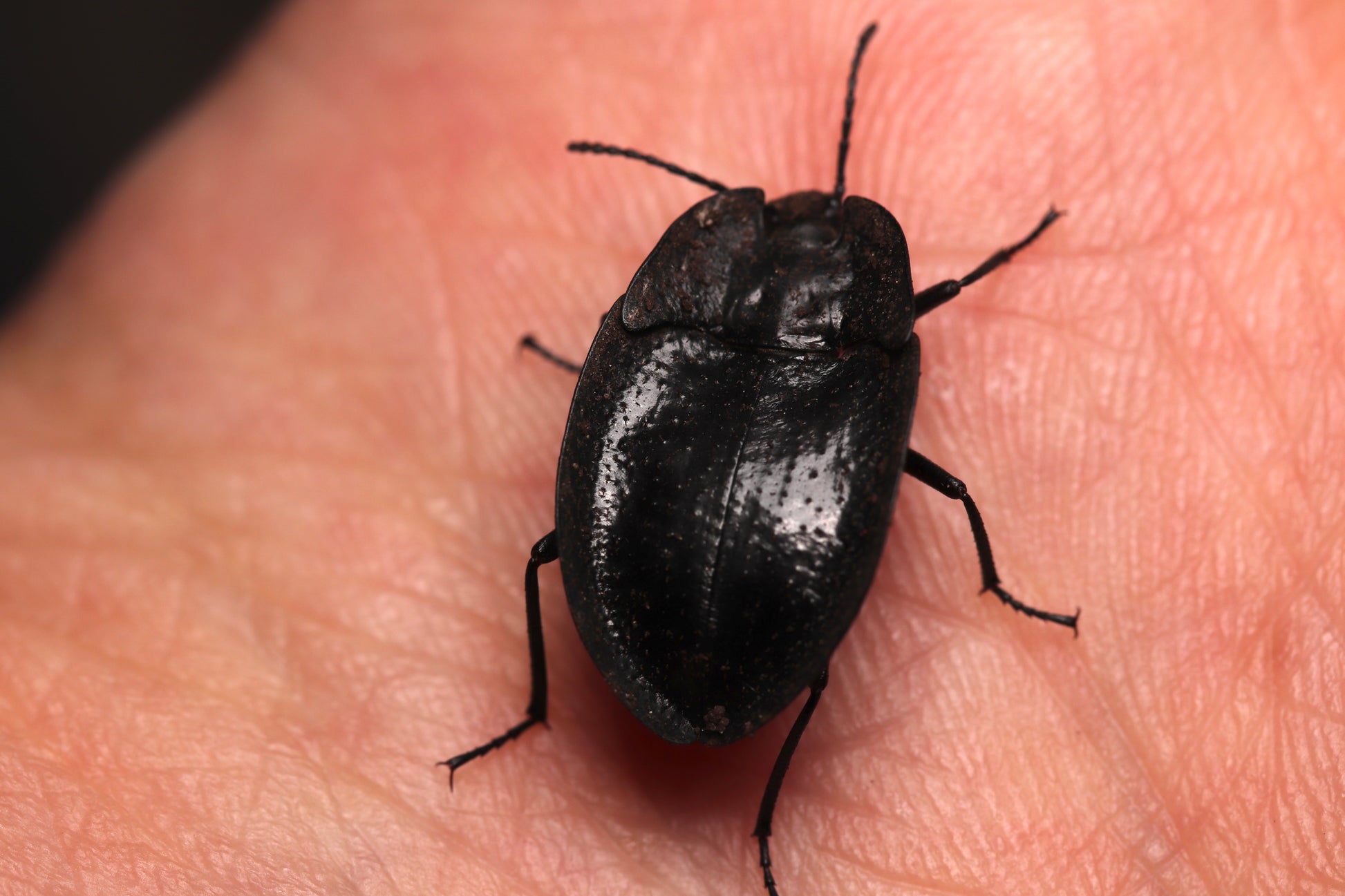 Embaphion muricatum - Pie-Dish Beetles CrawlMart
