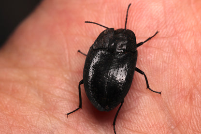 Embaphion muricatum - Pie-Dish Beetles CrawlMart