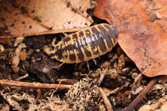 Porcellio ornatus CrawlMart