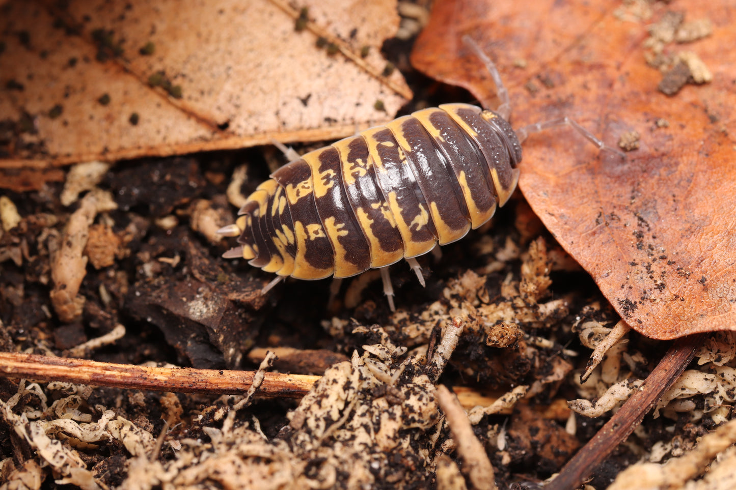 Porcellio ornatus