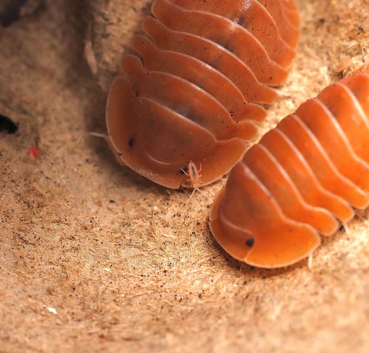 Cubaris sp. "Crabby" CrawlMart