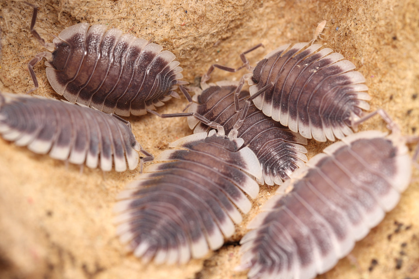 Porcellio werneri