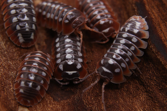 Armadillidium klugii "Dubrovnik"