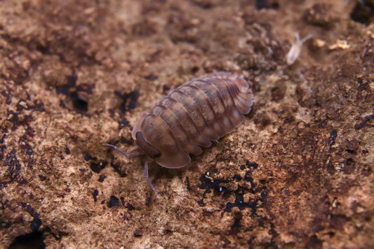 Cubaris Sp. z.o.o. « Tigre rouge »