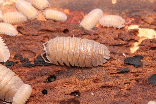 armadillidium scaberrimum