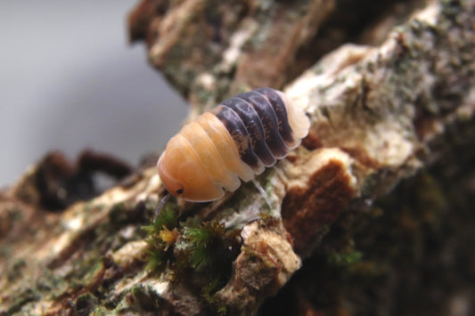 Cubaris sp. "Le roi des pandas"