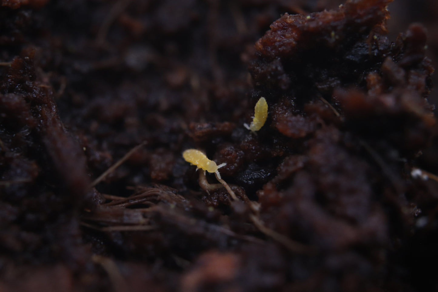 Yellow Springtails (Ceratophysella Sp. "Albino")