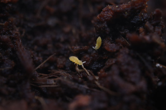 Yellow Springtails (Ceratophysella Sp. "Albino")