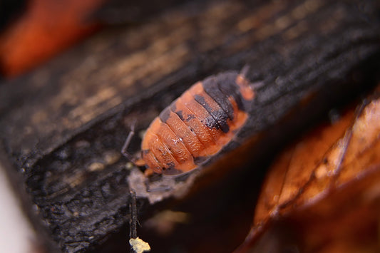 Porcellio scaber "Lava" CrawlMart