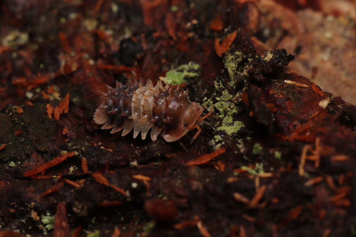 Armadillidae sp. "Thai Spiky" CrawlMart