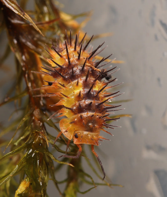 Laureola sp. “Durian” CrawlMart