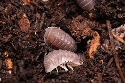 Cubaris sp. "Penguin"