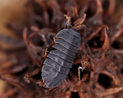 Merulanella sp. "Black Hole"