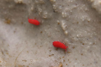 Thai Red Springtails - Lobella sp.