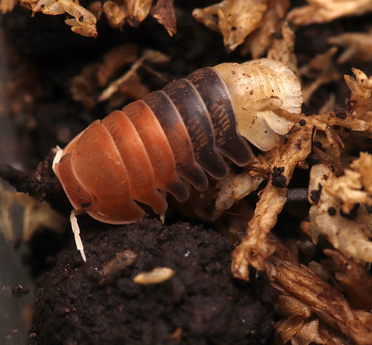 Cubaris sp. "Daxin Tricolor" CrawlMart
