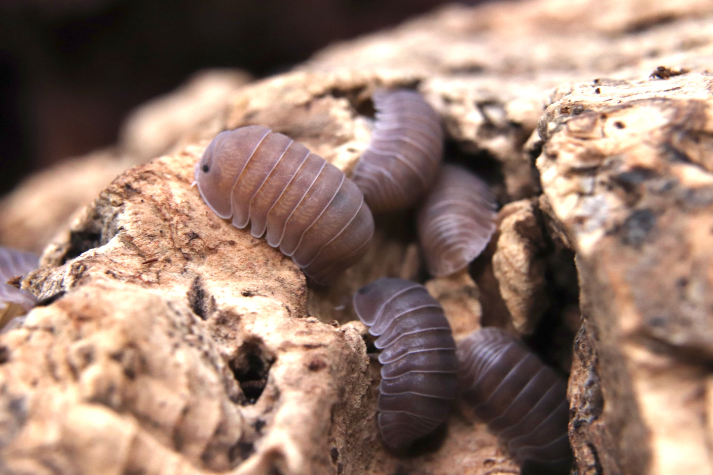 Cubaris sp. "Black Panda"