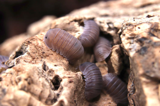 Cubaris sp. "Panda noir"