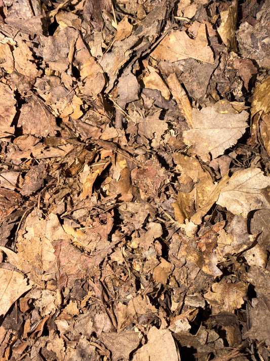 Forest Floor Leaf Litter / Humus CrawlMart