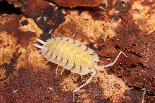 Porcellio bolivari “Lemonade”
