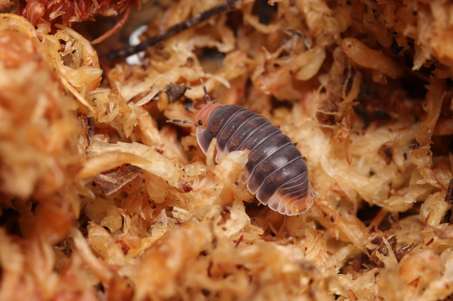 Cubaris sp. "Pak Chong"