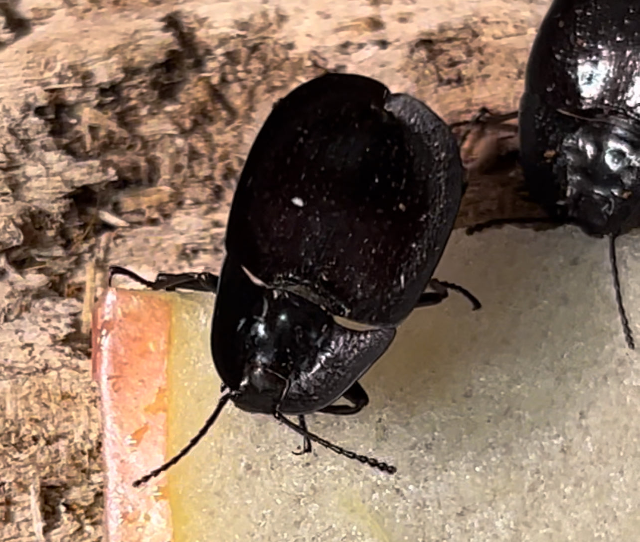 Embaphion muricatum (Pie-Dish Beetle)