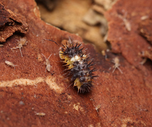 Laureola Sp. “White Stripe” CrawlMart