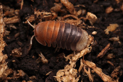 Cubaris sp. "Daxin Tricolor" CrawlMart