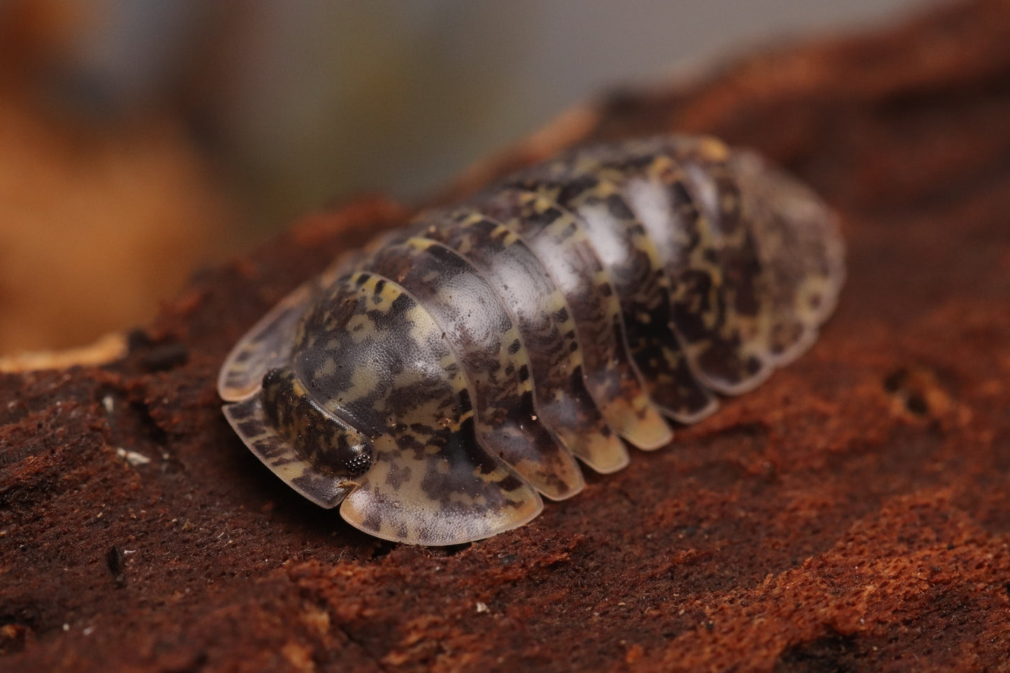 Fillipinodillo sp. “Bicolano” CrawlMart