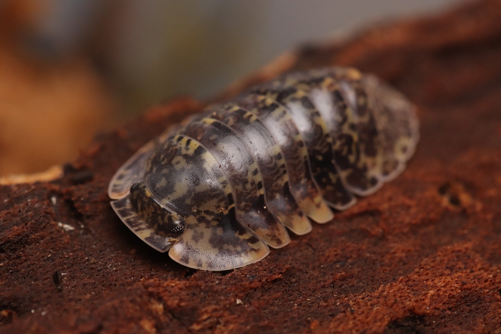 Fillipinodillo sp. “Bicolano” CrawlMart