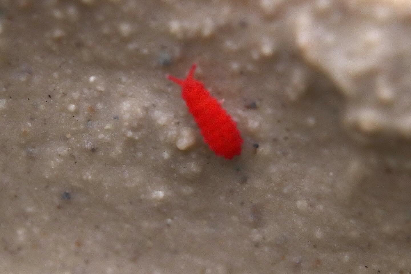 Thai Red Springtails - Lobella sp.