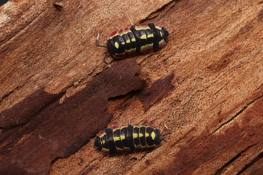 Ardentiella sp. "Red Diablo" CrawlMart