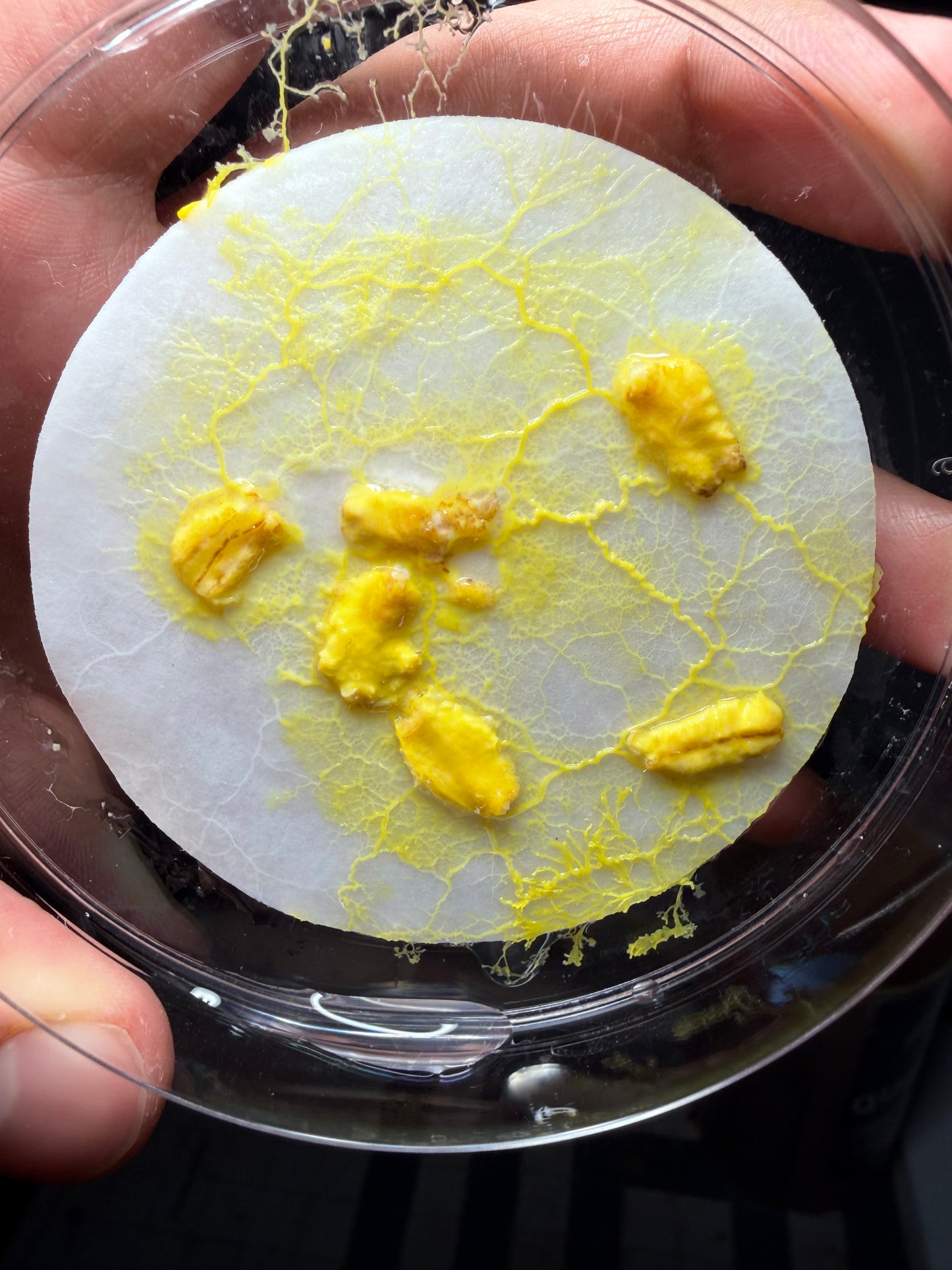Slime Mold CrawlMart