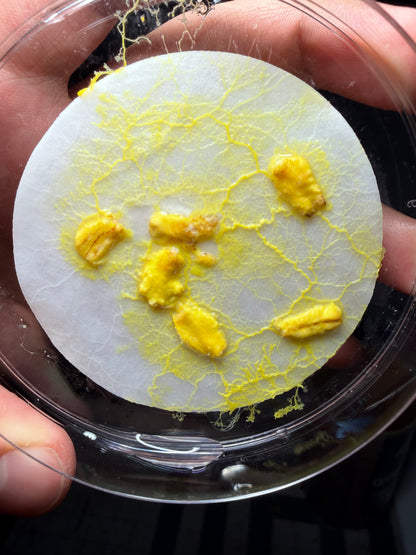 Slime Mold CrawlMart