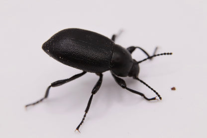 Eleodes extricata (Extricated Darkling Beetle)