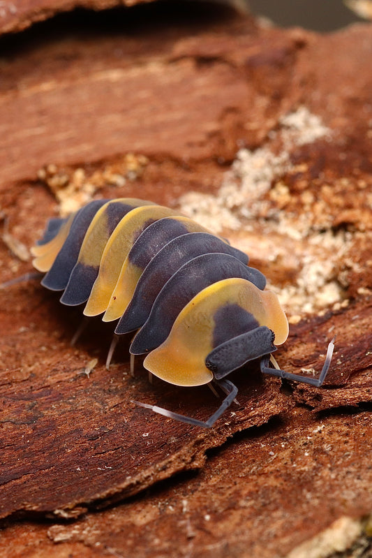 Ardentiella sp. "Yellow  Phoenix" CrawlMart
