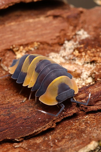 Ardentiella sp. "Yellow  Phoenix"
