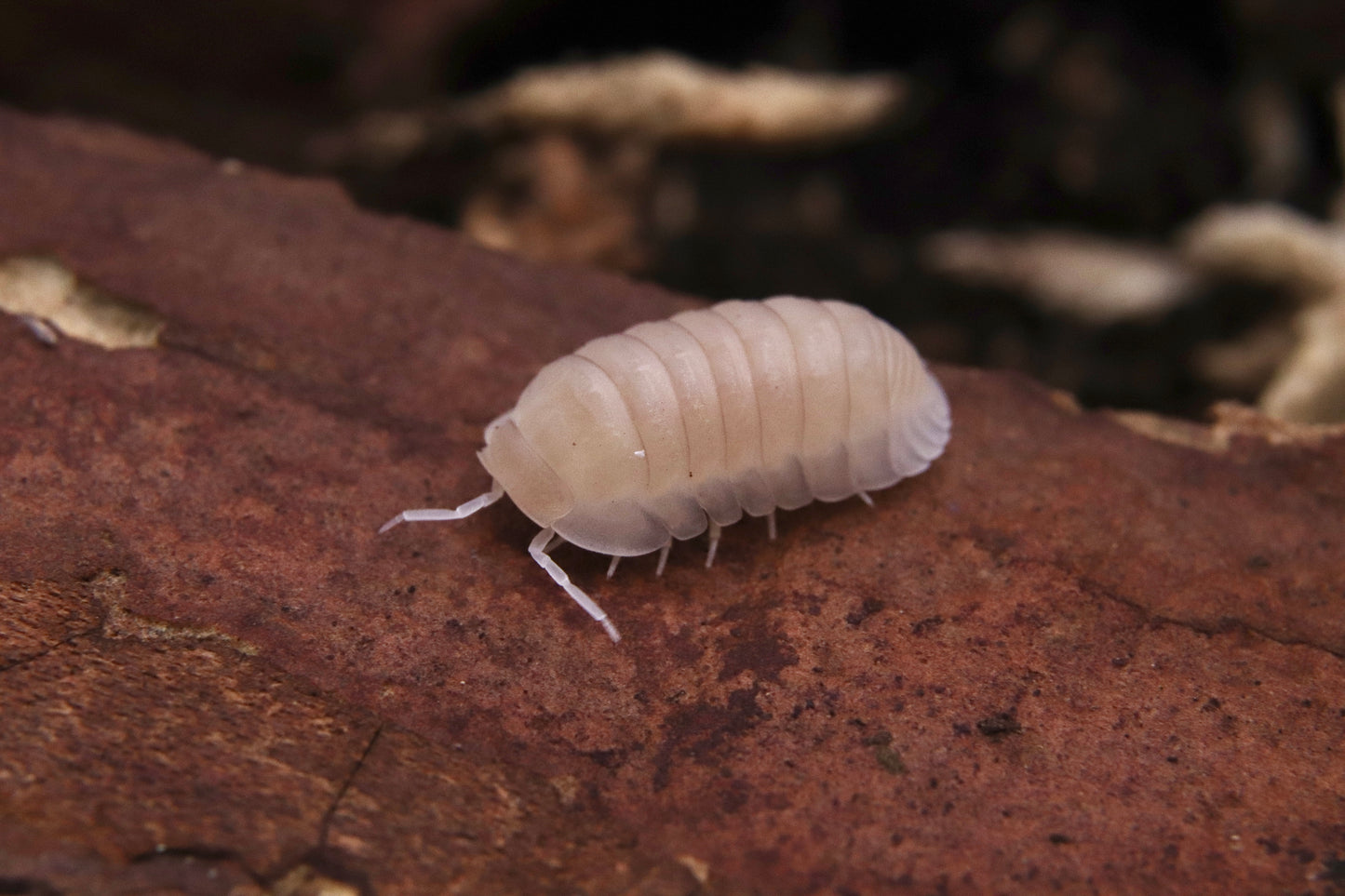 Cubaris sp. "Panda King - White"