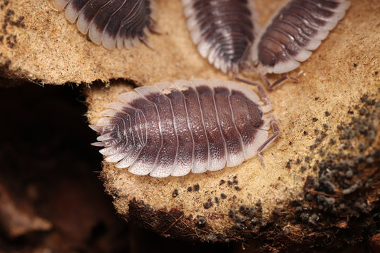 Porcellio werneri