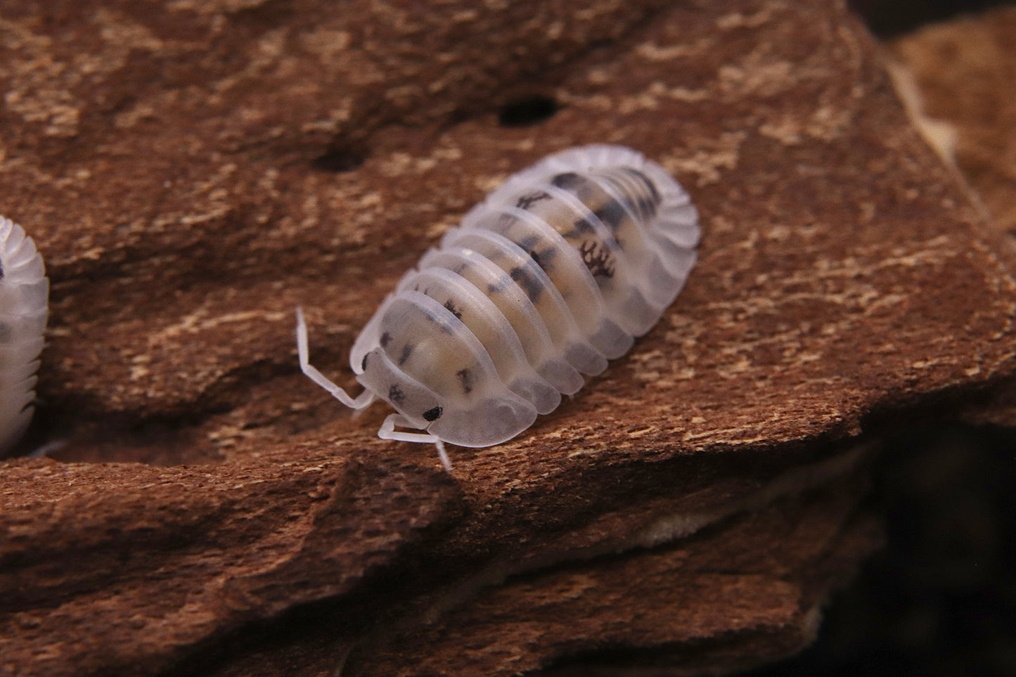 Nesodillo archangeli "Shiro Utsuri"