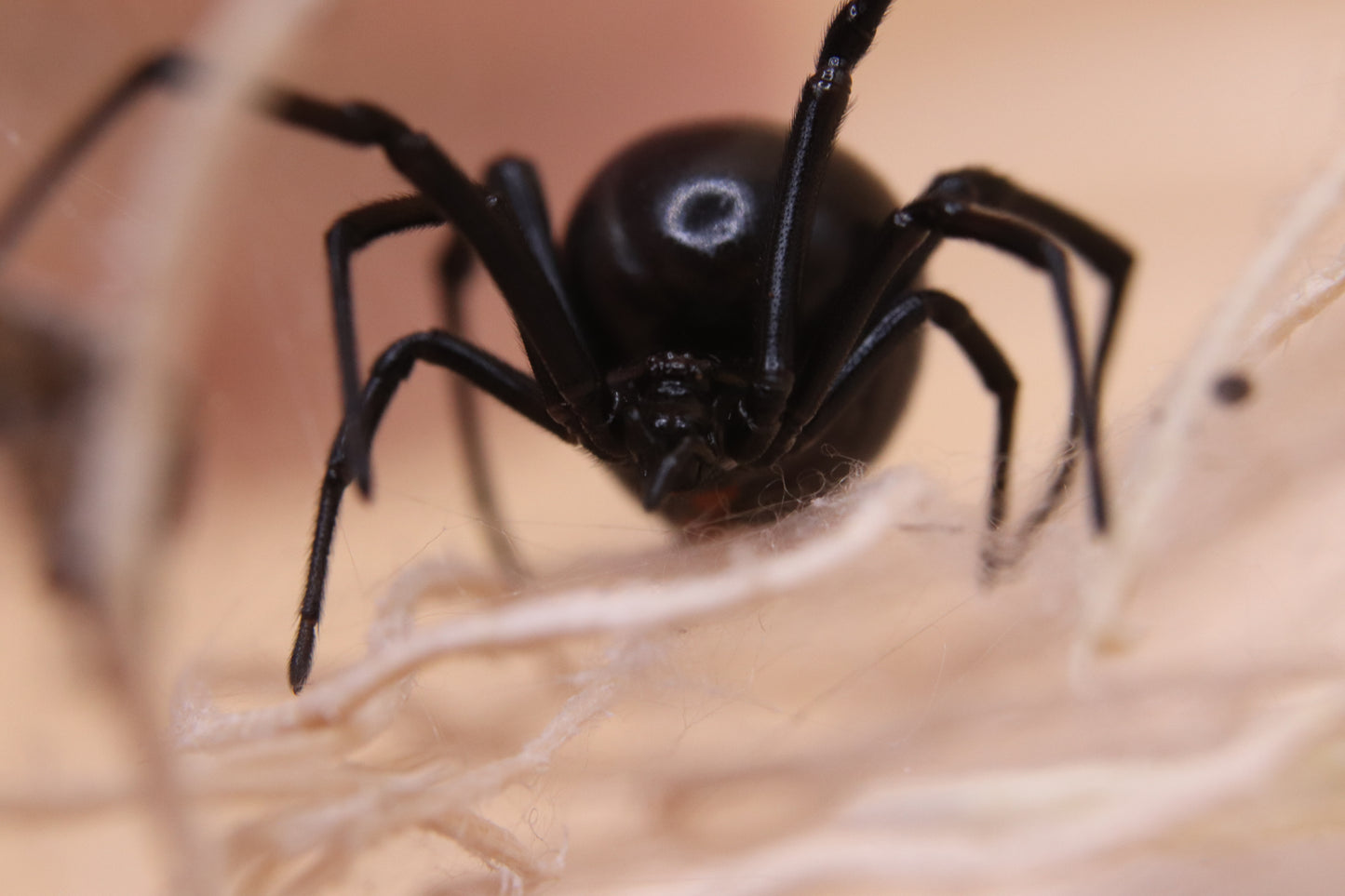Western Black Widow - Latrodectus hesperus