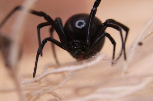 Western Black Widow - Latrodectus hesperus