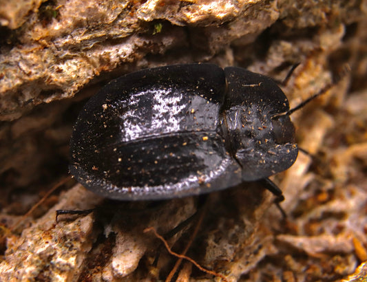 Embaphion muricatum (Pie-Dish Beetle)