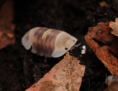 Cubaris sp. "Amber Firefly LCF" CrawlMart