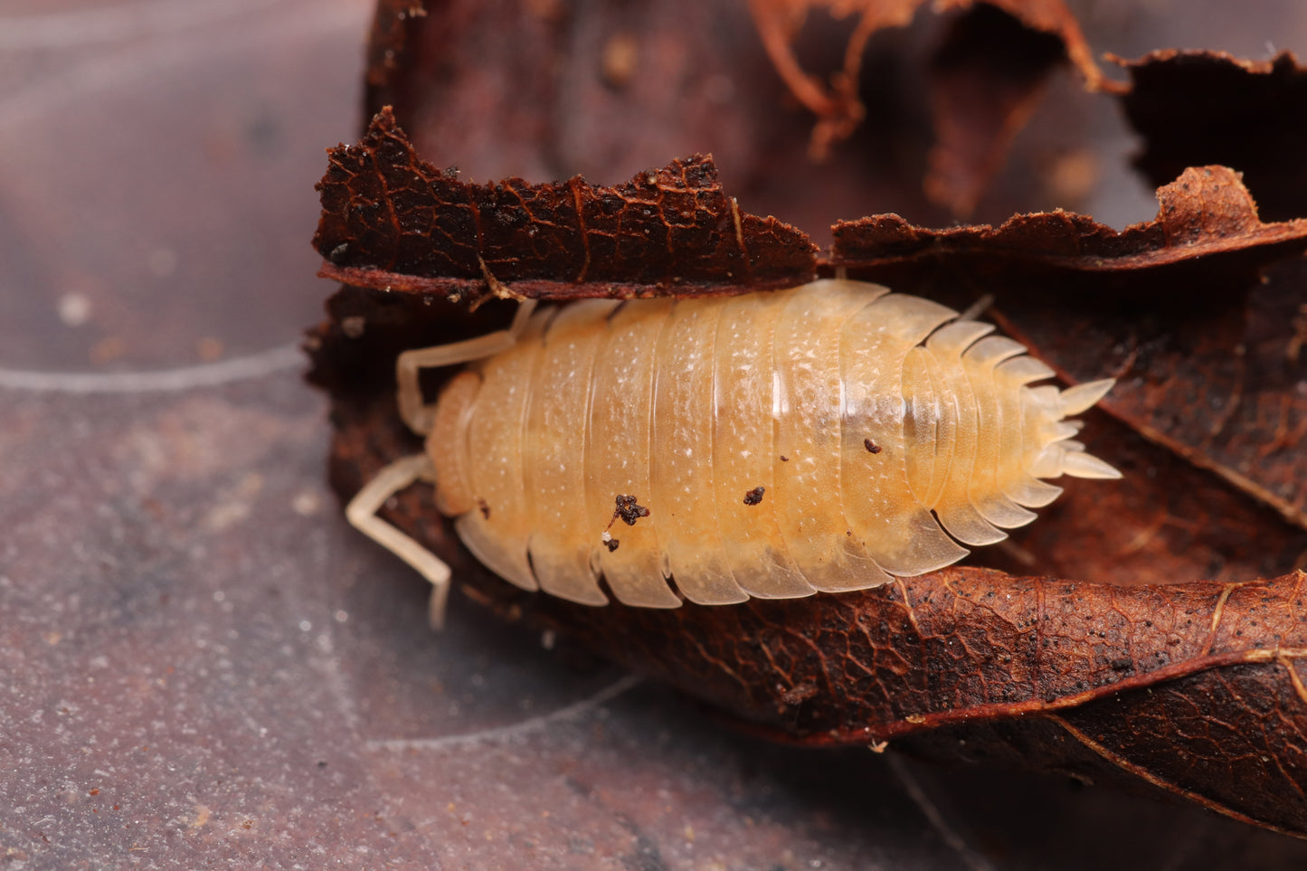 Porcellio scaber “Yellow Snow”