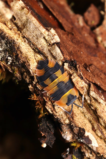 Ardentiella sp. "Yellow  Phoenix"