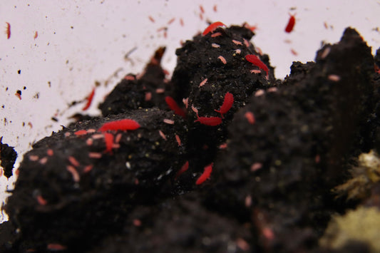 Thai Red Springtails - Lobella sp. CrawlMart