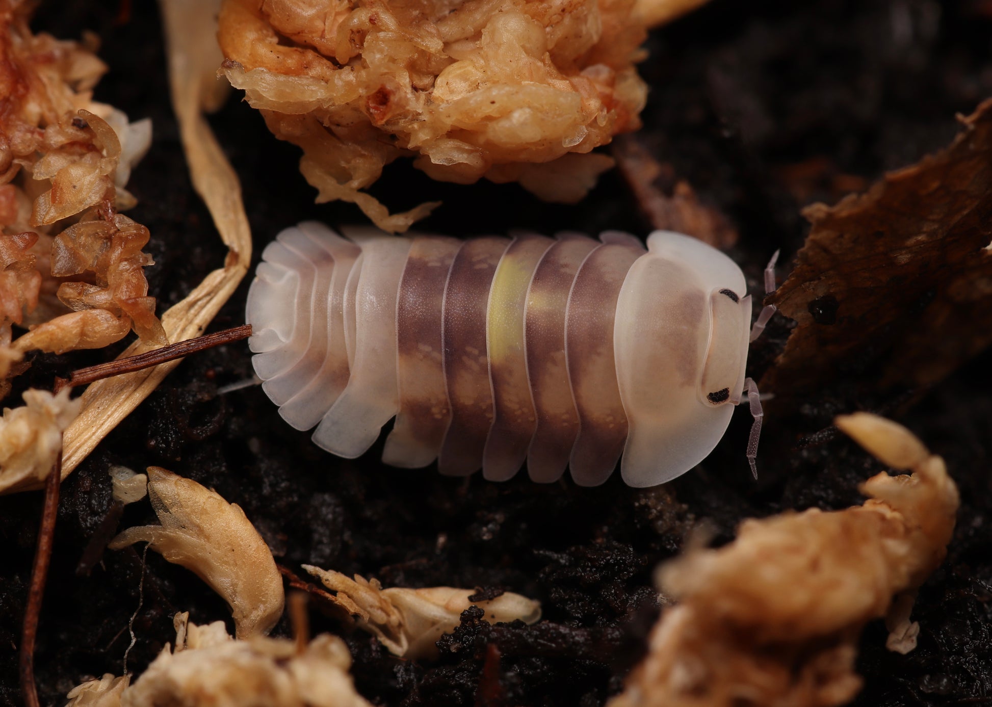 Cubaris sp. "Amber Firefly LCF" CrawlMart