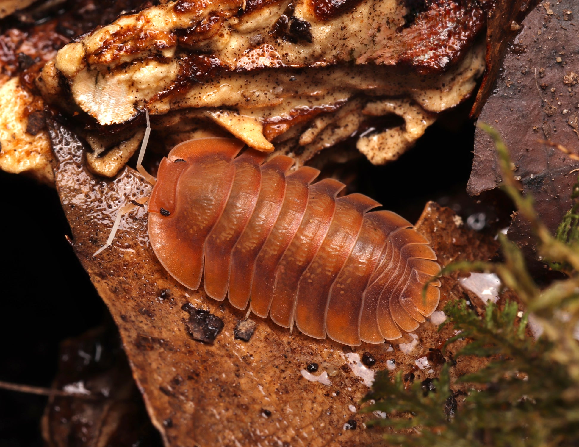 Troglodillo sp. "Vex" CrawlMart
